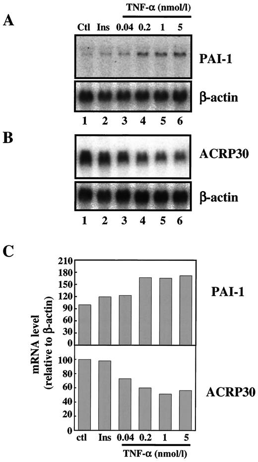 FIG. 1. Dosage-dependent effects of TNF-α on PAI-1 and ACRP30 gene expression in 3T3-L1 adipocytes. 3T3-L1 adipocytes were untreated (ctl; lane 1) or treated with 100 nmol/l insulin (Ins; lane 2), or TNF-α at 0.04, 0.2, 1, or 5 nmol/l (lanes 3, 4, 5, and 6, respectively) for 24 h. Total RNA was prepared, and mRNA levels of PAI-1 (A) and ACRP30 (B) were analyzed by Northern blot as described in research design and methods. Each blot was stripped and reprobed with β-actin cDNA to normalize each sample. C: Blots were quantitated with a densitometer, and the sample mRNA levels were normalized to β-actin mRNA; control value was set at 100%.