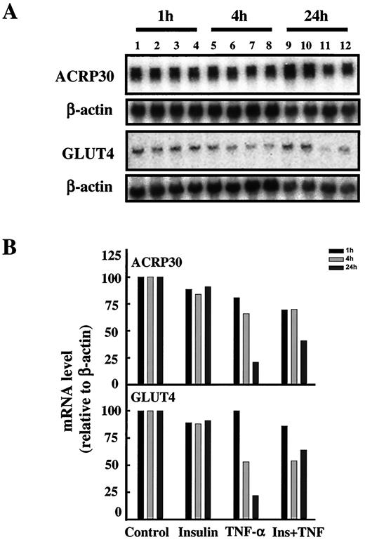 FIG. 2. Time-dependent effects of TNF-α on ACRP30 and GLUT4 gene expression in 3T3-L1 adipocytes. A: 3T3-L1 adipocytes were untreated (Control) or treated with insulin (100 nmol/l), TNF-α (0.2 nmol/l), or insulin + TNF-α for 1, 4, and 24 h. Total RNAs were extracted, and mRNA levels of ACRP30 and GLUT4 were examined by Northern blot. Blots were stripped and reprobed with β-actin cDNA. B: Northern blots were quantitated using a densitometer, and the sample mRNA levels were normalized to β-actin mRNA. The control value was set to 100%. Control: lanes 1, 5, and 9; insulin: lanes 2, 6, and 10; TNF-α: lanes 3, 7, and 11; insulin + TNF-α: lanes 4, 8, and 12.