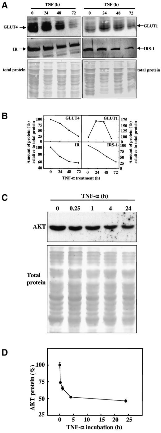 FIG. 4. Effects of TNF-α on protein levels of IR, IRS-1, AKT, GLUT1, and GLUT4 in 3T3-L1 adipocytes. A: 3T3-L1 adipocytes were treated with TNF-α (1 nmol/l) for 0, 24, 48, and 72 h. Total cellular proteins were analyzed by SDS-PAGE and immunoblotted with antibodies as indicated in the figure. B: Signals on Western blots were scanned using a densitometer and plotted. C: 3T3-L1 adipocytes were incubated with TNF-α (1 nmol/l) for 0, 0.25, 1, 4 h, and 24 h. Total cellular proteins were separated by SDS-PAGE, and immunoblotted with anti-AKT antibody. D: Signals on Western blot were scanned and analyzed using a densitometer and plotted. Equal sample loading was verified by staining the blots with Ponceau S. The control value was set at 100%.