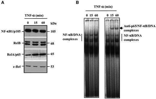 FIG. 5. NF-κB expression and nuclear translocation during TNF-α stimulation of 3T3-L1 adipocytes. A: 3T3-L1 adipocytes were treated with TNF-α (1 nmol/l) for 0, 15, and 60 min. Nuclear extracts were analyzed by SDS-PAGE and immunoblotted with the indicated antibodies. B: 3T3-L1 adipocytes were treated as above, and equal amounts of nuclear extracts were incubated with [32P]-labeled NF-κB consensus sequence, in the absence (left panel) or presence (right panel) of anti-RelA/p65.