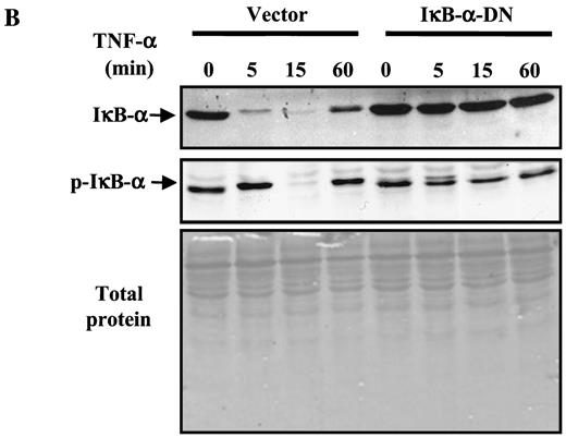 FIG. 6. Expression of IκBα-DN does not affect adipocyte differentiation but IκBα-DN is resistant to TNF-α-induced phosphorylation and degradation. A: Stable 3T3-L1 cell lines expressing the retroviral vector or mutant IκBα-DN protein were established as described in research design and methods, and were induced to differentiate into adipocytes according to standard protocols. Unstained cells or cells stained with Oil Red O (ORO) were examined using an inverted-phase contrast microscope and photographed. B: 3T3-L1 adipocytes expressing vector or IκB-DN were treated with TNF-α (1 nmol/l) for 0, 5, 15, and 60 min. Total cell lysate were prepared, and 40 μg total cellular protein was analyzed by SDS-PAGE and immunoblotted with anti-IκB-α and anti-phospho-IκB-α antibodies. The blot was stained by Ponceau S to verify sample equal loading.