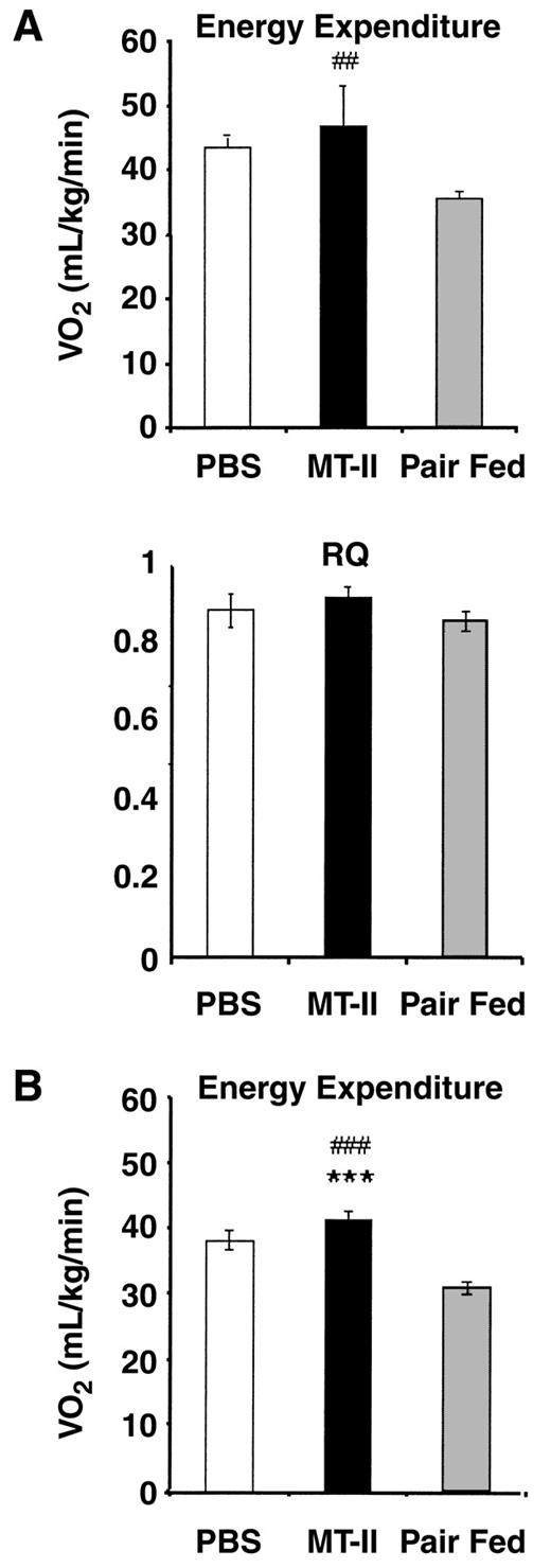 FIG. 4. Energy expenditure and RQ of mice fed a low-fat diet (A) or a high-fat diet (B). Mice received centrally administered PBS (n = 8), MTII (10 nmol/day) (n = 8), or PBS and were pair-fed with the MTII group (n = 8). ##P < 0.05 vs. PBS; ###P < 0.001 vs. PBS; ***P < 0.001 vs. pair-fed, using ANOVA with post hoc unpaired t tests.