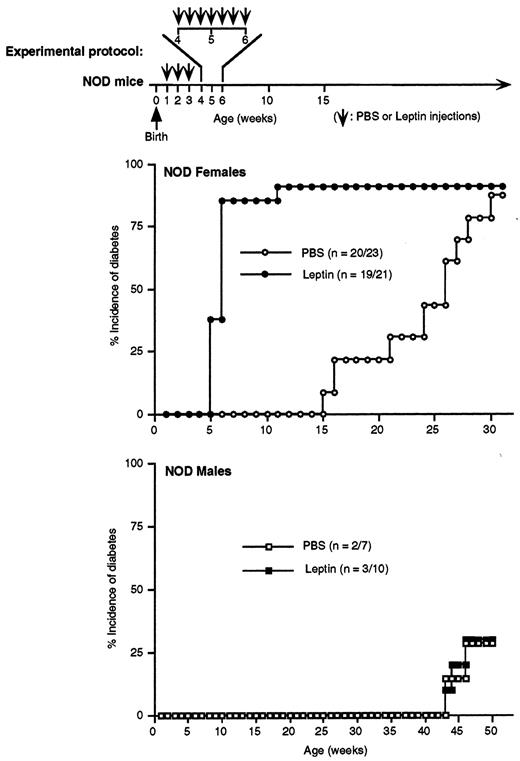 FIG. 2. Early administration of leptin accelerates onset and progression of type 1 diabetes in female but not in male NOD mice. Cumulative incidence of diabetes in NOD mice treated with leptin or PBS. For females, the median time of onset was 6.5 ± 0.5 weeks of age in leptin-treated vs. 25.5 ± 0.5 in PBS-treated females (P < 0.0001). In males, nonsignificant differences were observed between the two groups (median time to onset was 45.6 ± 1.0 weeks of age for both groups). Injections were performed at times indicated by arrows (see research design and methods). BG was determined weekly, and mice were considered diabetic after two consecutive measurements of BG above 300 mg/dl. Data are representative of two experiments with similar results.