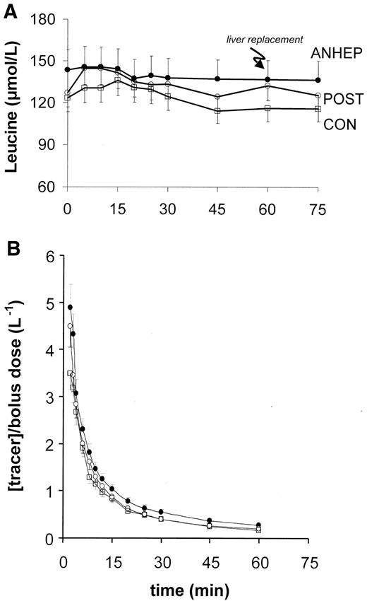 FIG. 1. A: Concentration of unlabeled leucine. During the anhepatic phase, the concentration of leucine was similar to that of control subjects. The liver replacement did not change the leucine concentration. B: Concentration of the leucine tracer (normalized to the bolus dose). The profile of the tracer concentration during the anhepatic phase was similar to the control group, reflecting similar leucine kinetics.