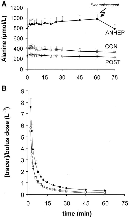 FIG. 2. A: Concentration of unlabeled alanine. During the anhepatic phase, the concentration of alanine was increased threefold and continued to increase at the rate of 104 ± 21 μmol · kg−1 · h−1, indicating that more alanine was produced than was consumed. The liver replacement immediately decreased the alanine concentration. B: Concentration of the alanine tracer (normalized to the bolus dose). The slower disappearance of the bolus during the anhepatic phase indicates a reduced alanine metabolic clearance. Despite the reduced clearance, the unlabeled alanine was so concentrated that the alanine uptake that resulted was double that in the control groups (see Table 5).