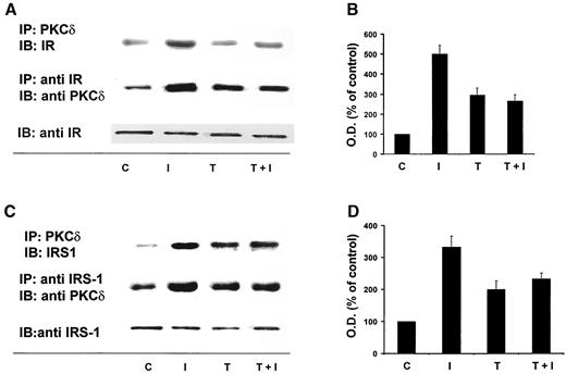 FIG. 2. TNF-α inhibits insulin-induced coimmunoprecipitation of PKCδ with IR (A and B) and IRS-1 (C and D). Cells were either untreated (C) or treated with insulin for 5 min (I), with 1 nmol/l TNF-α for 5 min (T), or with TNF-α for 5 min before addition of insulin for 5 min (T+I). Cell lysates were immunoprecipitated with anti-IR or anti–IRS-1 antibodies and then subjected to SDS-PAGE and immunoblotted with specific anti-PKCδ antibodies. A and C: Western blots of PKCδ induced to coimmunoprecipitate with IR and IRS-1, respectively. B and D: Optical density measurements of the Western blots. The values represent the means ± SE of three measurements in three separate cultures.