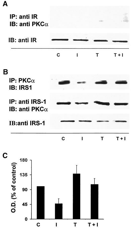 FIG. 3. TNF-α prevents insulin-induced decrease in PKCα/IRS-1 association. Cells were either untreated (C) or treated with insulin for 5 min (I), with 1 nmol/l TNF-α for 5 min (T), or with TNF-α for 5 min before addition of insulin for 5 min (T+I). Cell lysates were immunoprecipitated with anti-IR or anti–IRS-1 antibody, subjected to SDS-PAGE, and then immunoblotted with anti-PKCα antibodies. A: lack of either constitutive or insulin-induced association between PKCα and IR. B: Effects of TNF-α on insulin-induced dissociation between PKCα and IRS-1. The Western blots shown are representative of results obtained in three separate experiments on different cultures. C: Graphs of optical density measurements of the Western blots. The values represent the means ± SE of three measurements in three separate cultures.