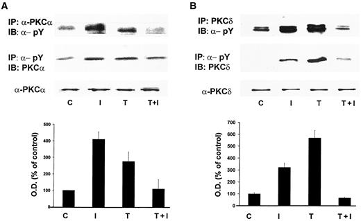 FIG. 5. TNF-α reduces insulin-induced tyrosine phosphorylation of specific PKC isoforms in cultured mouse skeletal myotubes. Cells were either untreated (C) or treated with insulin for 5 min (I), with 1 nmol/l TNF-α for 5 min (T), or with TNF-α for 5 min before addition of insulin for 5 min (T+ I). Extracts were immunoprecipitated with either specific antiphosphotyrosine or anti-PKC antibodies. Immunoprecipitates were run on SDS-PAG and transferred to Immobilon-P membranes. Anti-PKC immunoprecipitates were immunoblotted with antiphosphotyrosine antibodies, and antiphosphotyrosine immunoprecipitates were immunoblotted with specific antibodies against PKC-α (A) or PKCδ (B). The Western blots shown are representative of three blots from three separate cultures. The lower row in each blot shows the protein level of each individual PKC isoform.