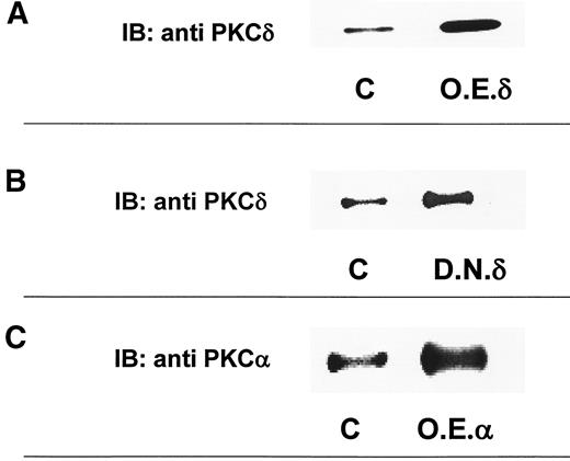 FIG. 6. Overexpression of specific PKC isoforms. Five-day-old myotube cultures were infected with adenovirus constructs of specific PKC isoenzymes for 12 h. Whole-cell lysates of nonoverexpressing and specific PKC isoform-overexpressing cells were subjected to SDS-PAGE, transferred to Immobilon-P membranes, and immunoblotted with specific anti-PKC antibodies. Western blots of wild-type PKCδ (A; O.E.δ), dominant-negative PKCδ (B; D.N.δ), and wild-type PKCα (C; O.E.α) in noninfected (C) and adenovirus infected cells (right-side blots). The blots show strong overexpression of the PKC isoforms in adenovirus-infected compared with wild-type noninfected cells.