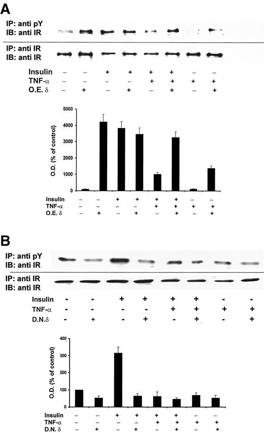 FIG. 7. Effects of overexpression of WTPKCδ and dominant-negative PKCδ on insulin-induced tyrosine phosphorylation of IR. Control noninfected and infected cells overexpressing wild-type PKCδ (A) and dominant-negative PKCδ (B) were treated for 5 min separately with insulin or TNF-α or 5 min with TNF-α followed by 5 min with insulin. Cell lysates were immunoprecipitated with antiphosphotyrosine antibodies. Immunoprecipitates were run on SDS-PAGE, transferred to Immobilon-P membranes, and immunoblotted with specific anti-IR antibodies. The Western blot shown is representative of results obtained in four separate experiments on four separate cultures.