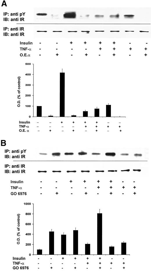 FIG. 8. Effects of overexpression and blockade of PKCα on TNF-α inhibition of insulin-induced tyrosine phosphorylation of IR. Cell lysates were prepared from cells treated for 5 min with insulin or TNF-α or 5 min with TNF-α followed by 5 min with insulin. The lysates were immunoprecipitated with antiphosphotyrosine antibodies, and immunoprecipitates were run on SDS-PAGE, transferred to Immobilon-P membranes, and immunoblotted with specific anti-IR antibodies. A: Overexpression of PKCα inhibits insulin-induced autophosphorylation of IR. Lysates were prepared from control noninfected and PKCα-overexpressing cells. B: Blockade of PKCα prevents TNF-α inhibition of IR autophosphorylation. Lysates were prepared from control cells and cells pretreated for 20 min with GÖ6976 (10 nmol/l). The Western blots are representative of results obtained in three separate experiments on three separate cultures.