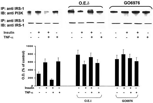 FIG. 9. Effects of overexpression of PKCδ and blockade of PKCα on insulin-induced association between IRS-1 and PI3-K. Control noninfected cells (left panel), infected cells overexpressing WTPKCδ (middle panel), and cells treated with GÖ6976 (right panel) were treated for 5 min separately with insulin or TNF-α or 5 min with TNF-α followed by 5 min with insulin. Cell lysates were immunoprecipitated with anti–IRS-1 antibodies. Immunoprecipitates were run on SDS-PAGE, transferred to Immobilon-P membranes, and immunoblotted with specific anti-p85 PI3-K antibodies. The Western blot shown is representative of results obtained in three separate experiments on three separate cultures.