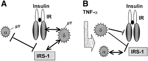 FIG. 10. Schematic diagram of insulin (A) and TNF-α (B) effects on PKC interactions in insulin signaling. A. Insulin induces tyrosine phosphorylation of PKCs α and δ, as well as association of PKCδ with IR and IRS-1, and causes PKCα to dissociate from IRS-1. B. Pretreatment with TNF-α reduces insulin-induced tyrosine phosphorylation of PKCs α and δ. In addition, TNF-α interferes with insulin-induced interactions between the PKC isoforms and IR and IRS-1; PKCδ association with IR and IRS-1 is inhibited, whereas association between PKCα and IRS-1 is strengthened.