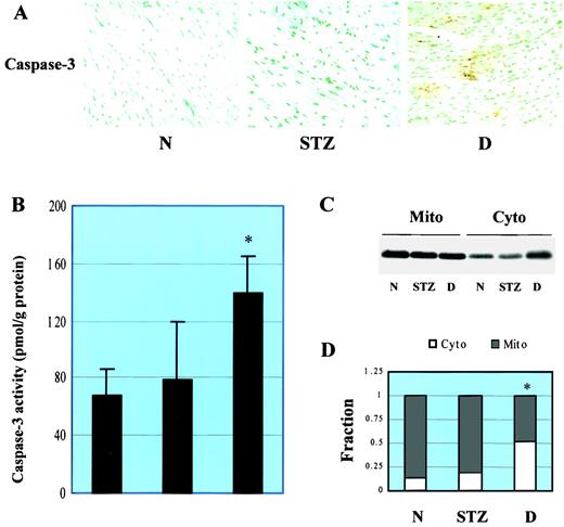 FIG. 3. Detection of caspase-3 and mitochondrial cytochrome c release. Activation of caspase-3 was measured by immunohistochemical staining methods (A) and enzymatic assay for its activity (B), and mitochondrial cytochrome c release was measured by Western blotting (C and D) from the hearts of normal (N), STZ control (STZ), and diabetic (D) mice as described in research design and methods. D: The quantitative analysis of cytochrome c release from mitochondria into cytosol. *P < 0.05 versus control (N).