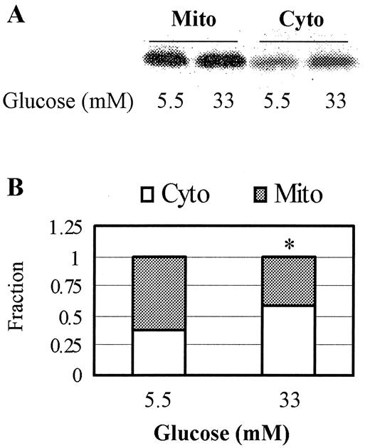 FIG. 7. Cytochrome c release from mitochondria to cytosol was detected in cells exposed to 5.5 or 33 mmol/l glucose by Western blotting (A), and the relative portion in cytosol was quantified (B). *P < 0.05 versus control (5.5 mmol/l).