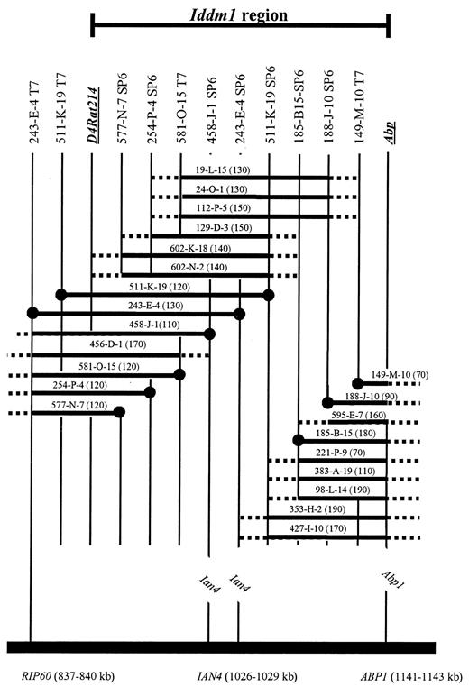 FIG. 2. Map of the PAC contig covering the Lyp region. Markers used for the contig construction are given equidistantly on top. Underlined markers were used for genetic mapping and were used for screening the entire PAC library (21). Horizontal lines represent PACs from the RCPI-31 rat PAC library (ResGen, Huntsville, AL). Dashed ends indicate that the precise end points are unknown. •, the origin of a marker from the end of a PAC. The official (commercially available) PAC names are listed above each PAC, with sizes in kilobases in parentheses. The gene names written diagonally below the contig are mouse genes homologous to the indicated PAC ends. The black bar on the bottom represents the homologous human chromosome 7 draft segment (GenBank accession no. NT 007704). Lines extended to the human segment indicate homology, and the name of the genes and their positions in the segment are given below.