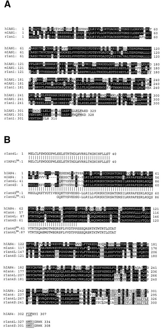 FIG. 3. A: Alignment of protein sequences of Ian1 of human (hIAN1), mouse (mIan1), and rat (rIan1) origin. Dark shading indicates identical amino acids, whereas light shading indicates conserved amino acids. No transmembrane regions were detected. B: Protein sequences of Ian4 of human (hIAN4), mouse (mIan4), and rat (rIan4S and rIan4 L) origin aligned with the DP-BB rat alleles (rIan4Sbb and rIan4Lbb). Dark shading indicates identical amino acids, whereas light shading indicates conserved amino acids. Predicted transmembrane regions are underlined. The missense mutations are all positioned after the new stop-codon introduced by the frameshift mutation, and they therefore have no effect on the Ian4bb gene products.