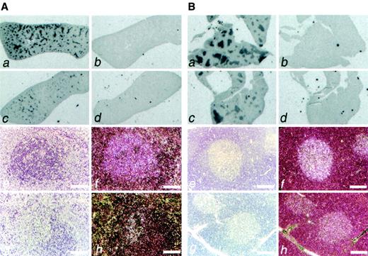 FIG. 5. Expression analysis of Ian1. A: Spleen. Ian1 mRNA is expressed in the spleen in the periarteriolar lymphatic sheets in DR-BB rats (a, e, and f) and in lower amounts in DP-BB rats (c, g, and h) as revealed by in situ hybridization with an Ian1 antisense probe. The corresponding Ian1 sense probe gave no specific hybridization signal (b and d). Panels f and h are dark-field images of the same areas as shown in e and g. B: Thymus. Ian1 mRNA is expressed in the medulla in both DR-BB rats (a, e, and f) and in DP-BB rats (c, g, and h), as revealed by in situ hybridization with an Ian4 antisense probe. The corresponding Ian1 sense probe gave no specific hybridization signal (b and d). Panels f and h are dark-field images of the same areas as shown in e and g. Bars: 100 μm.
