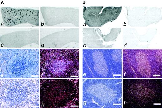 FIG. 6. Expression analysis of Ian4. A: Spleen. Ian4 mRNA is expressed in the spleen in the periarteriolar lymphatic sheets in DR-BB rats (a, e, and f) and in lower amounts in DP-BB rats (c, g, and h) as revealed by in situ hybridization with an Ian4 antisense probe. The corresponding Ian4 sense probe gave no specific hybridization signal (b and d). Panels f and h are dark-field images of the same areas as shown in e and g. B: Thymus. Ian4 mRNA is expressed uniformly all over the thymus in DR-BB rats (a, e, and f) and much lower in DP-BB rats (c, g, and h) as revealed by in situ hybridization with an Ian4 antisense probe. The corresponding Ian4 sense probe gave no specific hybridization signal (b and d). Panels f and h are dark-field images of the same areas as shown in e and g. Bars: 100 μm.