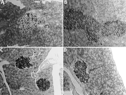 FIG. 5. Insulin immunostaining of pancreatic tissue sections in db/db and control mice on LAD and HAD after 20 weeks of study. A: db/db mice on LAD. B: db/db mice on HAD. C: Control mice on LAD. D: Control mice on HAD. Images shown are representative of 10 sections/mouse per group (n = 5).