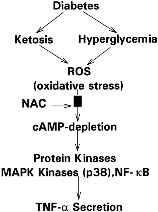 FIG. 8. Proposed mechanism by which ketosis increases circulating TNF-α levels in diabetes.