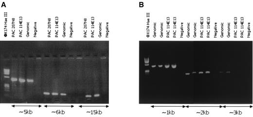 FIG. 3. PCR amplification to define the upper and lower limits of the break point in PACs 207N8 and 114E13 and genomic DNA. A: Defining the lower limit of the break point. PCR amplification at ∼5 kb upstream of P1 and of the enhancer, which is ∼6 kb upstream of P1, was successful in both PACs and genomic DNA, whereas PCR amplification at ∼15 kb upstream of P1 was only possible from PAC 114E13 and genomic DNA. B: Defining the upper limit of the break point. PCR amplification used primers for DNA ∼1 kb, ∼2 kb, and ∼3 kb upstream of P2 promoter. Amplification was successful in both genomic DNA and PAC 114E13 at ∼1 kb and ∼2 kb, but only in genomic DNA at ∼3 kb.