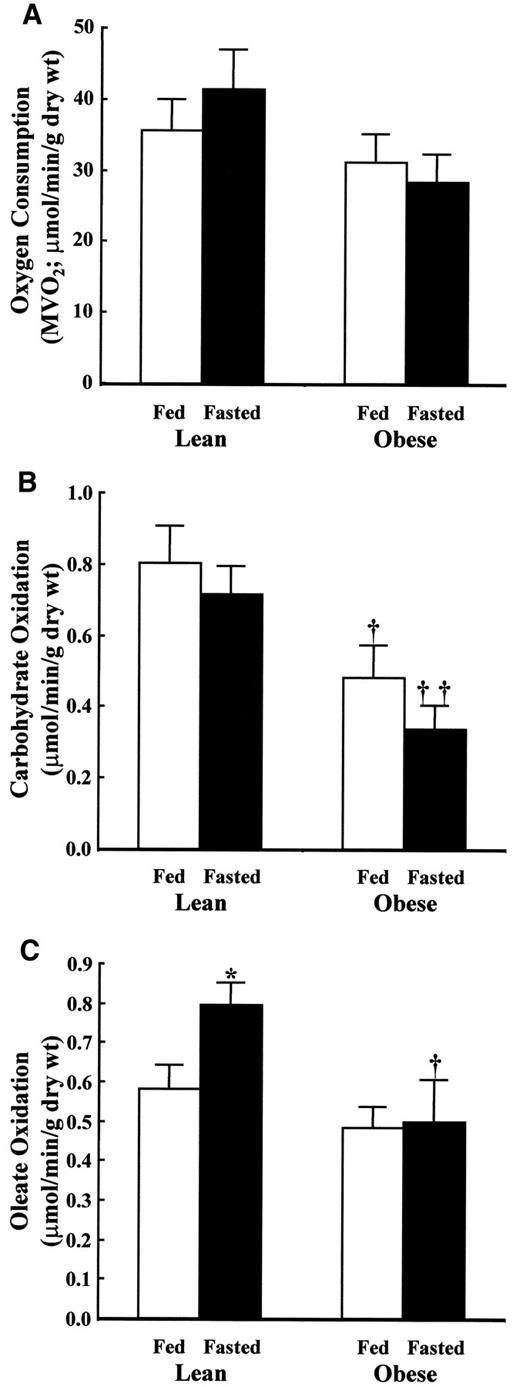 FIG. 1. Myocardial oxygen consumption (A), carbohydrate oxidation (B), and oleate oxidation (C) in perfused lean and obese Zucker rat hearts. Data are means ± SE for between five and nine independent observations. *P < 0.05 for lean fed vs. lean fasted; †P < 0.05 and ††P < 0.01 for lean vs. obese at the same nutritional status.