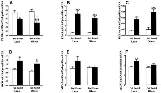 FIG. 6. Expression of PPAR-α and PPAR-α-regulated genes in lean and obese Zucker rat hearts. Transcripts encoding for PPAR-α (A), PDK4 (B), UCP3 (C), MCD (D), mCPTI (E), and MCAD (F) were measured. All data are normalized to the housekeeping gene cyclophilin. Data are means ± SE for six independent observations. * P < 0.05, **P < 0.01, and *** P < 0.001 for lean fed vs. lean fasted; $P < 0.05 and $$$P < 0.001 for obese fed vs. obese fasted; †P < 0.05 for lean vs. obese at the same nutritional status.