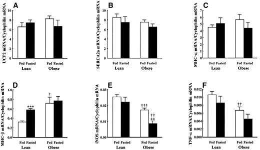 FIG. 7. Expression of potential modulators of contractile function in lean and obese Zucker rat hearts. Transcripts encoding for UCP2 (A), SERCA2a (B), MHC-α (C), MHC-β (D), iNOS (E), and TNF-α (F) were measured. All data are normalized to the housekeeping gene cyclophilin. Data are means ± SE for six independent observations. **P < 0.01 and ***P < 0.001 for lean fed vs. lean fasted; †P < 0.05, † †P < 0.01, and †††P < 0.001 for lean vs. obese at the same nutritional status.
