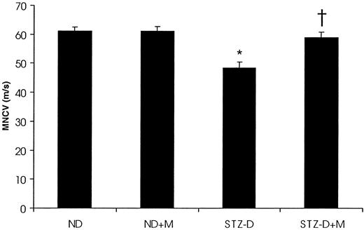 FIG. 2. Effect of selective COX inhibition and STZ-D on MNCV (experiment 3). During the 4-week treatment period, ND and STZ-D rats were left untreated or were treated with the selective COX-2 inhibitor meloxicam (1 mg · kg−1 · day−1 in drinking water), after which MNCV was measured in the left sciatic-tibial conducting system as outlined in research design and methods. Data are means ± SE; n = 7–11 animals in each group. ND+M, ND treated with meloxicam; STZ-D+M, STZ-D treated with meloxicam. *P < 0.05 vs. ND; †P < 0.05 vs. STZ-D.