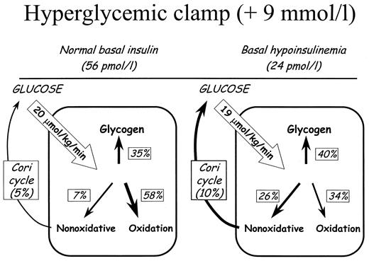 FIG. 3. Effect of basal insulinization on intracellular glucose metabolism and activity of Cori cycle during a hyperglycemic clamp (160 mg/dl above baseline) performed during somatostatin infusion with or without basal plasma insulin replacement.