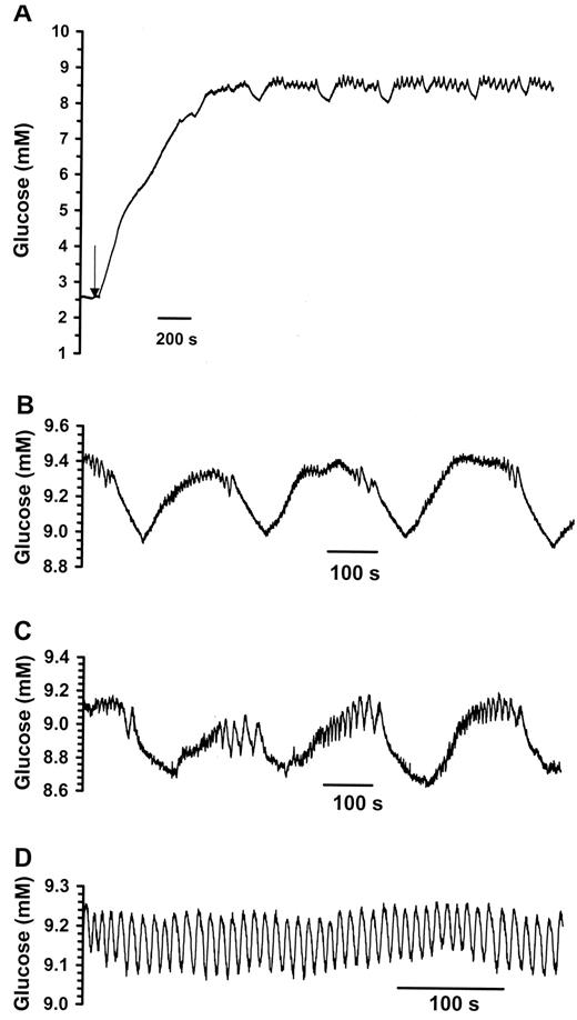 FIG 2. Oscillations in glucose level. Glucose measurements were made in a similar way to the oxygen measurements, but a glucose enzyme electrode was used for measurements (53). A: The islet was perfused with 3 mmol/l glucose; then at the arrow, the perfusion fluid was switched to 10 mmol/l glucose. The resulting pulses were only observed at the elevated glucose level. Different patterns of glucose oscillation are observed, including slow (B), slow with fast superimposed (C), and fast (D). The periods are similar to those observed for oxygen. B and C are adapted with permission from Jung et al. (56).