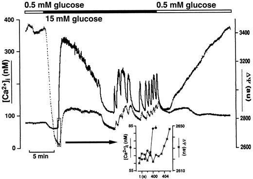 FIG 4. Effect of 0.5 and 15 mmol/l glucose on cystolic calcium activity (solid line) and ΔΨ (dotted line). Solutions with different glucose concentrations were present for the time indicated by horizontal bars. Cells were loaded with fura-2/AM and rhodamine 123 (Rh123). Changes in [Ca2+]c and ΔΨ were recorded simultaneously. An increase in Rh123 fluorescence corresponds to a depolarization of ΔΨ. The inset shows scaled signals for Rh123 fluorescence and [Ca2+]c at a higher time resolution for the period indicated by the rectangle. au, arbitrary units. Reprinted with permission from Krippeit-Drews et al. (63).