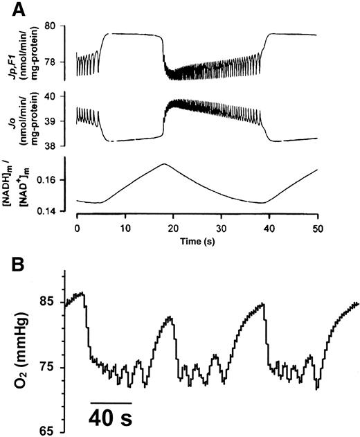 FIG 7. A: Theoretical predictions of ATP production by oxidative phosphorylation (Jp,F1), oxygen flux (Jo), and mitochondrial NADH/NAD+ ratio ([NADH]m/[NAD+]m) from the model described by Magnus and Keizer (52) at 13.9 mmol/l glucose. Oxygen flux is expected to be roughly the inverse of oxygen level. B: View of oscillations of oxygen level taken during conditions described in Fig. 1. Similarities of predicted Jo and oxygen oscillations observed include the appearance of fast pulses with an increasing period superimposed on the slow oscillations. A was adapted with permission from Magnus and Keizer (52).