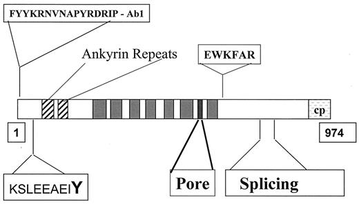 FIG 1. Proposed transmembrane topology of TRPC-related channels. By analogy with voltage-dependent K+ channels, the functional TRPC channel would be a tetramer of this basic unit. Specific features of 974–amino acid STRPC4 protein are also shown, including the NH2-terminal ankyrin repeat domains, transmembrane domains and pore location, the conserved Tyr-phosphorylation motif, the TRPC motif, and the area of variation due to RNA splicing. The NH2-terminal peptide using for raising antisera is indicated, as is the COOH-terminal tag (cp) used in some experiments.
