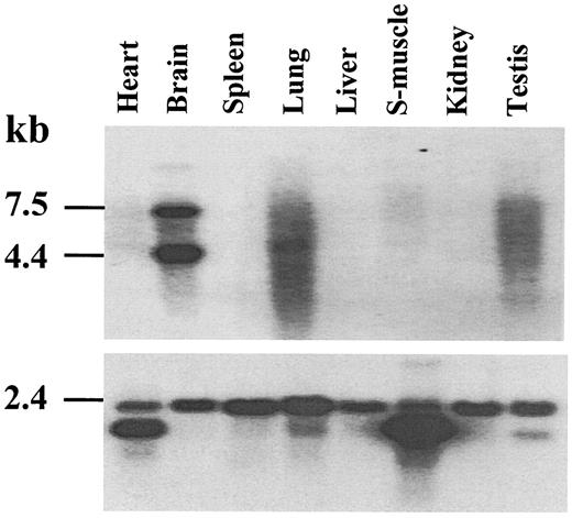 FIG 2. Tissue distribution of mSTRPC4. Autoradiograph of Northern blot hybridization analysis with the mSTRPC4 cDNA probe of poly(A)+ RNA isolated from various tissues. From lane 1 (left) to lane 8 (right), tissues are as follows: heart, brain, spleen, lung, liver, skeletal muscle, kidney, and testis. A, hybridized with mSTRPC4 cDNA probe; B, hybridized with human β-actin cDNA.