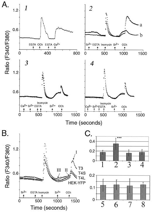FIG 4. Calcium influx in mSTRPC4 and hSTRPC3 transfected HEK293 cells. [Sr2+]i and [Ca2+]i were measured by ratiometric (F340/F380) fluorescence of fura-2 loaded cells as described in the text. Transiently transfected cells were identified by green fluorescence of EYFP cotransfected with the desired cDNA at a ratio of 1:9. Arrows indicate the addition of agents and changes of extracellular solutions containing Sr2+, Ca2+, or EGTA. A1: Ca2+ entry after carbachol stimulation in a representative control HEK293 cell. The EGTA solution is a nominal calcium-free solution, followed by carbachol (CCh) to discharge the intracellular inositol 1,4,5-trisphosphate (IP3)-sensitive pools. The cells are then returned to calcium-free solution, and calcium-containing solution is added to reveal capacitative calcium entry. A2: Sr2+ entry in control HEK293 cell (b) compared with a cell transiently transfected with hSTRPC3 (a). Note that “a” indicates hSTRPC3 transfected cells and only these cells have a pronounced carbachol response greater than controls. A3 and A4: Sr2+ entry induced by carbachol in HEK293 cells is indistinguishable between cells transfected with mSTRPC4 l (3) and mSTRPC4S (4) or EYFP controls. B: Comparison of Sr2+ entry in HEK293 control cells (HEK-YFP) and transiently transfected with hSTRPC3 (T3) and mSTRPC4 (T4S and T4 l). The ratio difference between I and II is defined as receptor-activated calcium entry (RACE), whereas that between II and III is defined as capacitative calcium entry (CCE). The protocol is similar to that in 4A2. C: Summary of CCE and RACE evoked in transfected and control HEK293 cells. Experiments were conducted as in B. Columns 1–4 indicate the average change between points I and II, whereas 5 to 8 indicate the average change between points II and III. 1 and 5, control HEK293-YFP cells; 2 and 6, hSTRPC3 transfectants; 3 and 7, mSTRP4CL; and 4 and 8, mSTRP4CS. ***Significant difference (P < 0.01, Student’s t test). Data represent multiple experiments from at least two separate transfections. Numbers of cells examined are as follows: HEK293, 55; hSTRPC3, 27; mSTRP4 l, 34; and mSTRPC4S, 56.