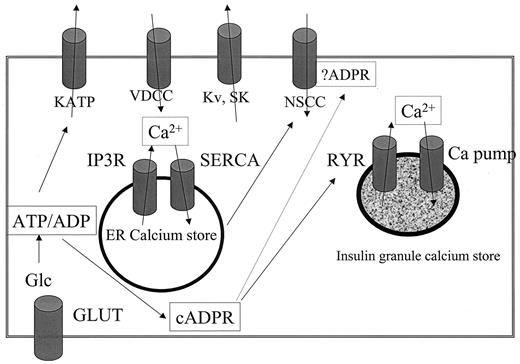 FIG 6. Scheme: shown are the various major channels potentially involved in regenerative calcium oscillations in pancreatic β-cells. The nonselective cation channels (NSCC) are at the moment an unresolved combination of TRP-related genes, including the S (principally STRPC4 and others) and L family members (e.g., LTRPC2). The presence of O-TRPC genes is yet to be determined. KATP, ATP-sensitive K+ channel; VDCC, voltage-dependent calcium channel; Kv, voltage-dependent delayed rectifier K+ channel; SK, small conductance Ca-activated K+ channel; IP3R, inositol 1,4,5-trisphosphate receptor; SERCA, sarco/endoplasmic reticulum calcium ATPase; Glc, glucose; RYR, ryanodine receptor; ER, endoplasmic reticulum.