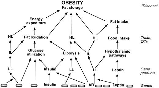 FIG. 1. Schematic diagram of the relationships of genes and their products to intermediate phenotypes concurring with weight regulation and body adiposity. Specific environmental factors are not figured because of lack of knowledge and complexity. The strength of the contribution of a lower-level factor to a higher-level factor, although depicted by arrows of similar thickness, is likely to be variable. AR, adrenergic receptor; HL, high-level phenotypes; IL, intermediate phenotypes; LL, low-level phenotypes (see text).