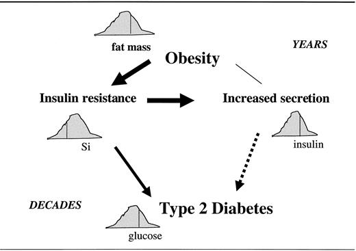 FIG. 2. Simplified scheme of the evolution of juvenile obesity toward type 2 diabetes. Dotted lines indicates the decrease of insulin secretion with evolution and aging.