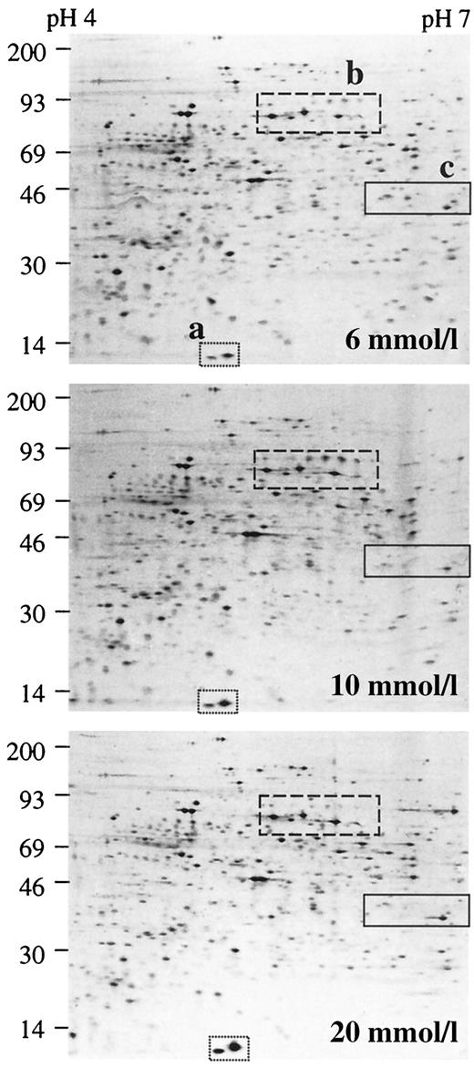 FIG. 3. Effect of chronic glucose concentration on protein synthesis in rat β-cells. Rat FACS-purified β-cells were cultured for 10 days in HAM’s F-10 medium containing 6, 10, and 20 mmol/l glucose, after which the cells were labeled for 4 h in the presence of 10 mmol/l glucose and 35S-methionine. Samples of newly synthesized proteins from the cell lysates (106 cpm per gel; corresponding to 4.5, 2.5, and 2.0 × 104 cells, respectively) were separated via two-dimensional gel electrophoresis using precast Immobiline DryStrip gels (pH range 4–7) for the first dimension and precast ExcelGel SDS gels (gradient 8–18%) for the second dimension. Gels were exposed to autoradiographic films (β-max Hyperfilm; Amersham, Bucks, U.K.) for 60 h at room temperature. Spot intensities were quantified using a laser densitometer (Ultroscan XL; Pharmacia, Uppsala, Sweden) and Gelscan XL Software. Intensity of the two spots in area “a” [coinciding with (pro)insulin 2] was upregulated more than 10-fold between 6 and 20 mmol/l glucose. The four upper spots in area “b” (molecular weight ∼82 kDa) were maximally expressed at 10 mmol/l glucose. Several spots in “c” represent proteins for which synthesis was suppressed by culture in 10 or 20 mmol/l glucose.