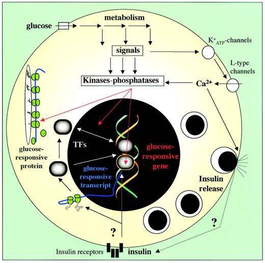 FIG. 4. Molecular pathways of glucose-regulated gene expression. Multiple regulatory pathways can alter the concentration and/or the activity of transcription factors (TFs) when glucose stimulates β-cells. For an explanation, see molecular mechanism of glucose-regulated gene expression in β-cells.