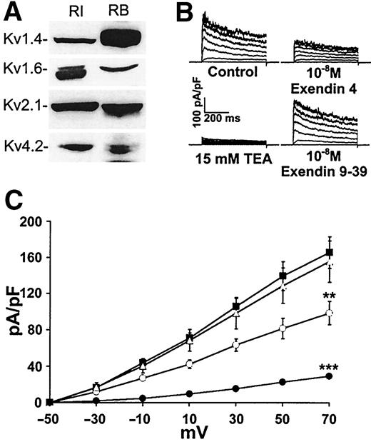 FIG. 1. GLP-1 receptor activation antagonizes voltage-dependent outward K+ currents in β-cells. A: Kv1.4, -1.6, -2.1, and -4.2 protein expression was detected in rat pancreatic islet (RI) and rat brain (RB) protein lysates by Western blot. Specificity of detected bands was determined by competition with control antigen (not shown). Rat β-cells were voltage-clamped in the whole-cell configuration, and outward currents were elicited with a series of depolarizing pulses from a holding potential of −70 mV in 20-mV increments, to +70 mV. B: Representative traces are shown for control cells and those treated with exendin 4 (10−8 mol/l), exendin 9-39 (10−8 mol/l), and TEA (15 mmol/l). C: Current-voltage relationships are shown for control (▪) cells and those treated with exendin 4 (10−8 mol/l; ○), exendin 9-39 (10−8 mol/l; ▵), and TEA (15 mmol/l; •). **P < 0.01, ***P < 0.001 compared with control.