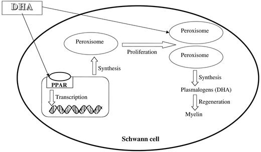 FIG. 5. DHA may prevent the development of diabetic neuropathy.