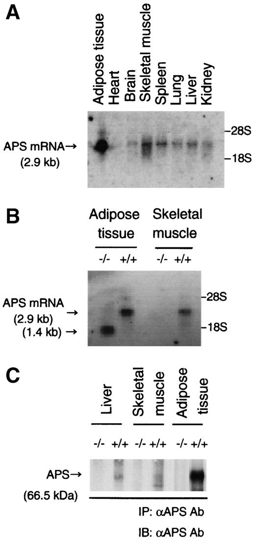 FIG. 1. Characterization of findings in APS−/− mice. A: Northern blot analysis for APS mRNA from various normal mouse tissues: adipose tissue, heart, brain, skeletal muscle, spleen, lung, liver, and kidney. We loaded 2 μg poly (A)+ mRNA in each lane. B: Northern blot analysis for APS mRNA was done on adipose tissue and skeletal muscle to confirm the complete deletion of APS in APS−/− mice. We loaded 2 μg poly (A)+ mRNA prepared from APS−/− or APS+/+ mice in each lane. C: APS protein expressions of liver, skeletal muscle, and adipose tissue were identified using Western blot analysis; 1 mg crude protein extraction of each tissue prepared from APS−/− or APS+/+ mice was immunoprecipitated (IP) and immunoblotted (IB) using anti-APS COOH-terminus antibody (10), as described in research design and methods.
