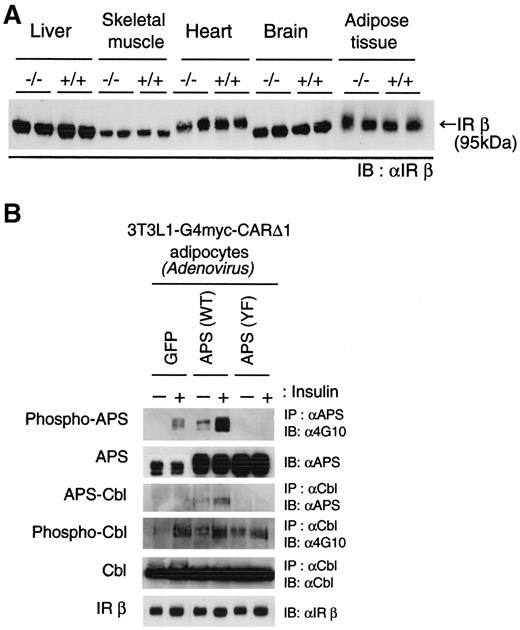 FIG. 3. Insulin receptors (IR) in APS−/− mice and culture cells. A: Insulin receptor protein expression in liver, skeletal muscle, heart, brain, and adipose tissue in APS+/+ and APS−/− mice identified by Western blot analysis. Thirty micrograms of total lysate was subjected to SDS-PAGE and blotted with anti-insulin receptor β-antibody. B: 3T3L1-G4myc-CARΔ1 adipocytes were exposed to adenovirus encoding APS wild-type (WT), Y618F mutant (YF), or GFP as a control (MOI; 10–20 pfu/cell). Cells were serum starved, then stimulated with (+) or without (−) 100 nmol/l insulin for 5 min, and lysates were immunoprecipitated (IP) with anti-APS COOH-terminus antibody (5) or anti-Cbl antibody and immunoblotted (IB) with anti-APS NH2-terminus (10), anti-4G10, anti-Cbl, or anti-insulin receptor β-antibodies, as described in research design and methods.