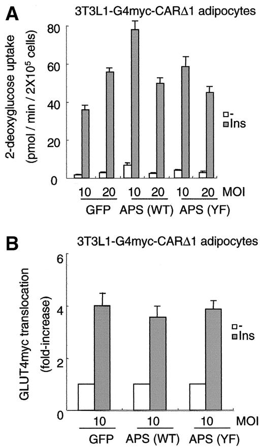 FIG. 4. Effects of overexpression of APS on insulin-stimulated glucose uptake and GLUT4 translocation. A: Effects of exogenously overexpressed APS wild-type (WT) or Y618F mutant (YF) in 3T3L1-G4myc-CARΔ1 adipocytes on glucose uptake induced by insulin. These cells were prepared as described in research design and methods. Cells were incubated with (▪) or without (□) 100 nmol/l insulin for 10 min at 37°C. B: Effects of exogenously expressed APS wild-type or Y618F mutant in 3T3L1-G4myc-CARΔ1 on GLUT4 translocation induced by insulin (▪; 100 nmol/l insulin 10 min; □; buffer alone). Data of GLUT4myc translocation are expressed as fold stimulation relative to the extent of binding observed with cells that were not stimulated by insulin. The glucose uptake and GLUT4 translocation were measured as described in research design and methods. MOI; 10–20 pfu/cell. All values are expressed as the means ± SE.