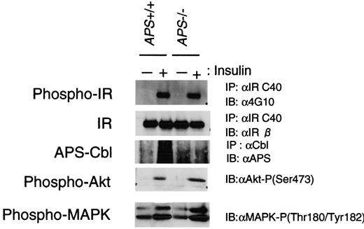FIG. 5. Effects of APS on insulin receptor signaling in isolated adipocyte of APS−/− mice. The effect on phosphorylations of insulin signaling molecules (insulin receptor and Akt, MAP kinase) in isolated adipocytes of APS+/+ and APS−/− mice. Isolated adipocytes were serum starved and then stimulated with (+) or without (−) 100 nmol/l insulin for 5 min and lysed. The total lysates were measured by immunoprecipitation (IP) and immunoblotting (IB) using indicated antibodies.