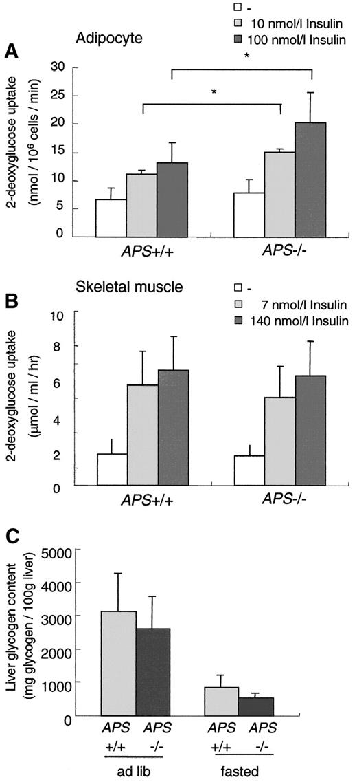 FIG. 6. Insulin actions in isolated tissues of APS−/− mice. A and B: Insulin-stimulated glucose uptake into isolated adipocytes (A) and skeletal muscle (B) from APS+/+ and APS−/− mice. Adipocytes and skeletal muscle were isolated and stimulated with (shaded bars) or without (open bar) insulin at 37°C for 30 min, then 2-deoxyglucose uptake was measured. All values are expressed as the means ± SD (n = 5–9); P < 0.05 vs. APS+/+ mice. C: Glycogen contents in liver from APS+/+ and APS−/− mice. Data are expressed as the means ± SD (n = 6–8).