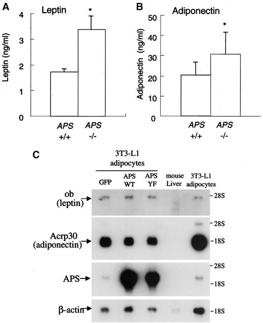 FIG. 7. Increased plasma levels of leptin and adiponectin in APS−/− mice. A and B: Plasma concentrations of leptin and adiponectin in APS−/− mice. After a 14-h fast, blood samples of mice aged 8–11 weeks were collected from the inferior vena cava to measure plasma leptin (A) and adiponectin (B) levels, respectively. APS+/+ (n = 23, means of body weight = 22 g) and APS−/− (n = 20, means of body weight = 23 g). All values are expressed as the means ± SD. *P < 0.05 vs. APS+/+ mice. C: Northern blot analysis for ob(leptin), Acrp30(adiponectin), APS, and β-actin mRNA in 3T3L1-G4myc-CARΔ1 adipocytes cells overexpressed APS wild-type (WT), Y618F mutant (YF), or GFP as a control. Two micrograms of poly (A)+ mRNA prepared from 3T3L1-G4myc-CARΔ1 adipocytes overexpressed APS WT, YF mutant, or GFP by adenovirus infection, normal mouse liver, or 3T3-L1 adipocytes with no adenovirus infection were loaded in each lane.